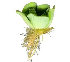 Image result for Pistia