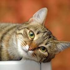 The european shorthair is a breed of cat that you'll see in a large variety of colors and markings. European Shorthair Cat S Best