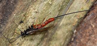 Image result for Entada dolichorrhachis