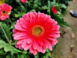 Image result for Gerbera jamesonii