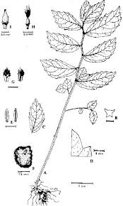 Image result for Droguetia iners