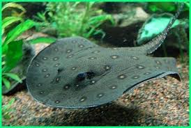 Beberapa Jenis Ikan Yang Hidup Di Air Payau Dunia Fauna Hewan Binatang Tumbuhan Ikan Akuarium Aquarium Air Tawar Ikan Eksotis