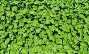 Image result for Bacopa monnieri