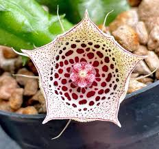 Image result for Tridentea marientalensis