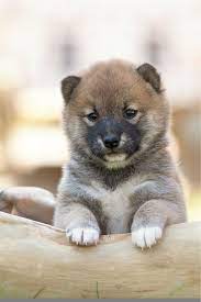 tamashinu shiba inu welpe shiba inu welpe shiba inu hunderasse