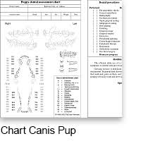 Dental Charts