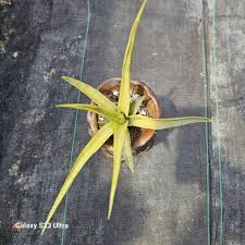 Image result for Scleria gracillima