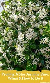 Increased levels of vitamin d3 result in the excessive accumulation of calcium in the tissues. Is Star Jasmine Toxic To Dogs Cheap Buy Online