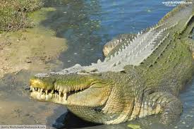 Saltwater Crocodile Facts For Kids With Pictures Video Crocodile Facts Animal Facts For Kids Crocodile Facts For Kids