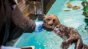 See pictures and our review of monterey bay aquarium. Monterey Bay Aquarium Has Been Closed For Months What Does That Mean For Research And Animals
