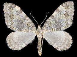 Image result for Entephria caesiata