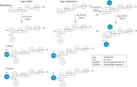 You appear to have gone offline. Lewis I And P Blood Group Systems Sciencedirect