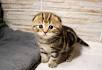 Scottish Folds for Sale | Cats on Oodle Classifieds