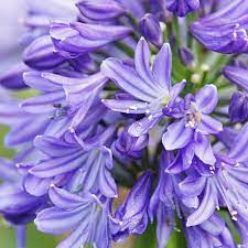 Must-Have Plants for 2024: Rare and unique flowers for collectors