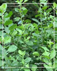 Image result for Pluchea ovalis