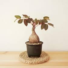 Image result for Ceropegia mirabilis