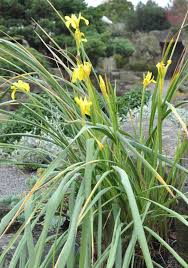 Image result for Moraea carsonii
