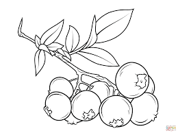 Blueberry Branch Coloring Page Free Printable Coloring Pages Coloring Pages Free Coloring Pages Fruit Coloring Pages