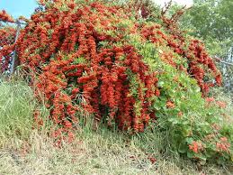 Image result for Pyracantha