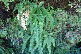 Image result for Adiantum incisum