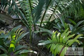 Image result for Encephalartos umbeluziensis
