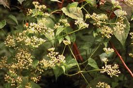 Image result for Grewia micrantha