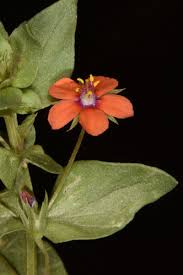 Image result for Anagallis oligantha