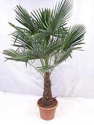 Die palme im garten einpflanzen. Xxl Winterharte Palme Xxl Stamm 40 50 Cm Trachycarpus Fortunei Chinesische Hanfpalme 160 170 Cm Amazon De Garten