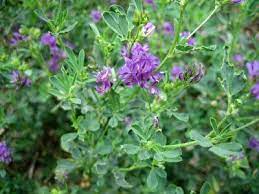 Das alfalfa wird in deutschland angebaut. How To Grow Alfalfa Plant Instructions