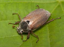 Chafer Grub Damage To Lawns And Turf Can Be Devastating