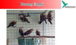 Apr 29, 2021 · bentuk burung prit gantil : Mengenal Jenis Burung Emprit Beserta Harga Di Pasarannya