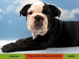 In fact, 57 percent of millennial households own a pet and the generation is 77 percent. English Bulldog Puppies Petland Rockford