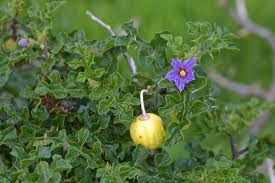 Image result for Solanum linneanum