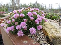 Image result for Emilia caespitosa