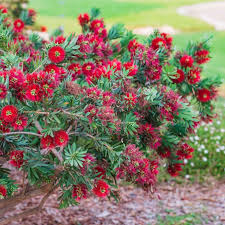 Image result for Callistemon