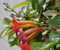 Image result for Amphilophium