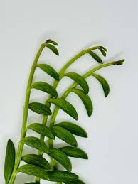 Image result for Senecio subsessilis