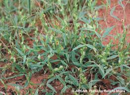 Image result for Zornia