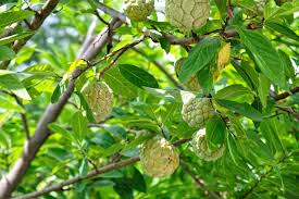 Image result for Annona squamosa