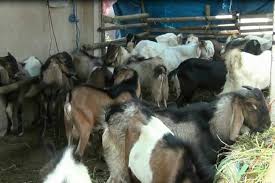 Maybe you would like to learn more about one of these? Pemkot Jakut Seleksi Calon Penerima Daging Kurban Agar Tepat Sasaran