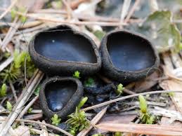 Image result for Nicolasia nitens