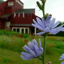 Image result for Cichorium