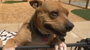 Adoption policy please request an application from one of the emails or call the shelter for one. Local Animal Shelters Among Businesses Severely Impacted By Pandemic Krcr