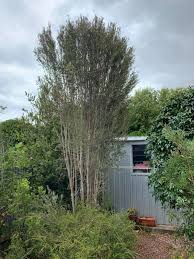 Image result for Melaleuca decussata