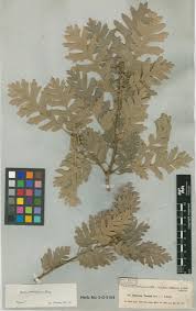 Image result for Kotschya