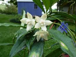 Image result for Hyparrhenia griffithii