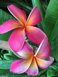 Pin By Hillie Van Der Wal On Plumeria Pretty Flowers Beautiful Flowers Flowers