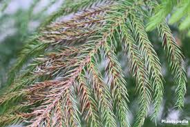 This prevents the star pine from looking bare and skinny as it grows taller. Norfolk Island Pine Plant Care How To Grow Araucaria Heterophylla Plantopedia