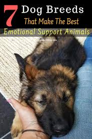 7 Dog Breeds That Make The Best Emotional Support Animals Dogspaceblog Loyal Dog Breeds Dog Breeds Emotional Support Animal