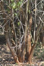 Image result for Thespesia garckeana